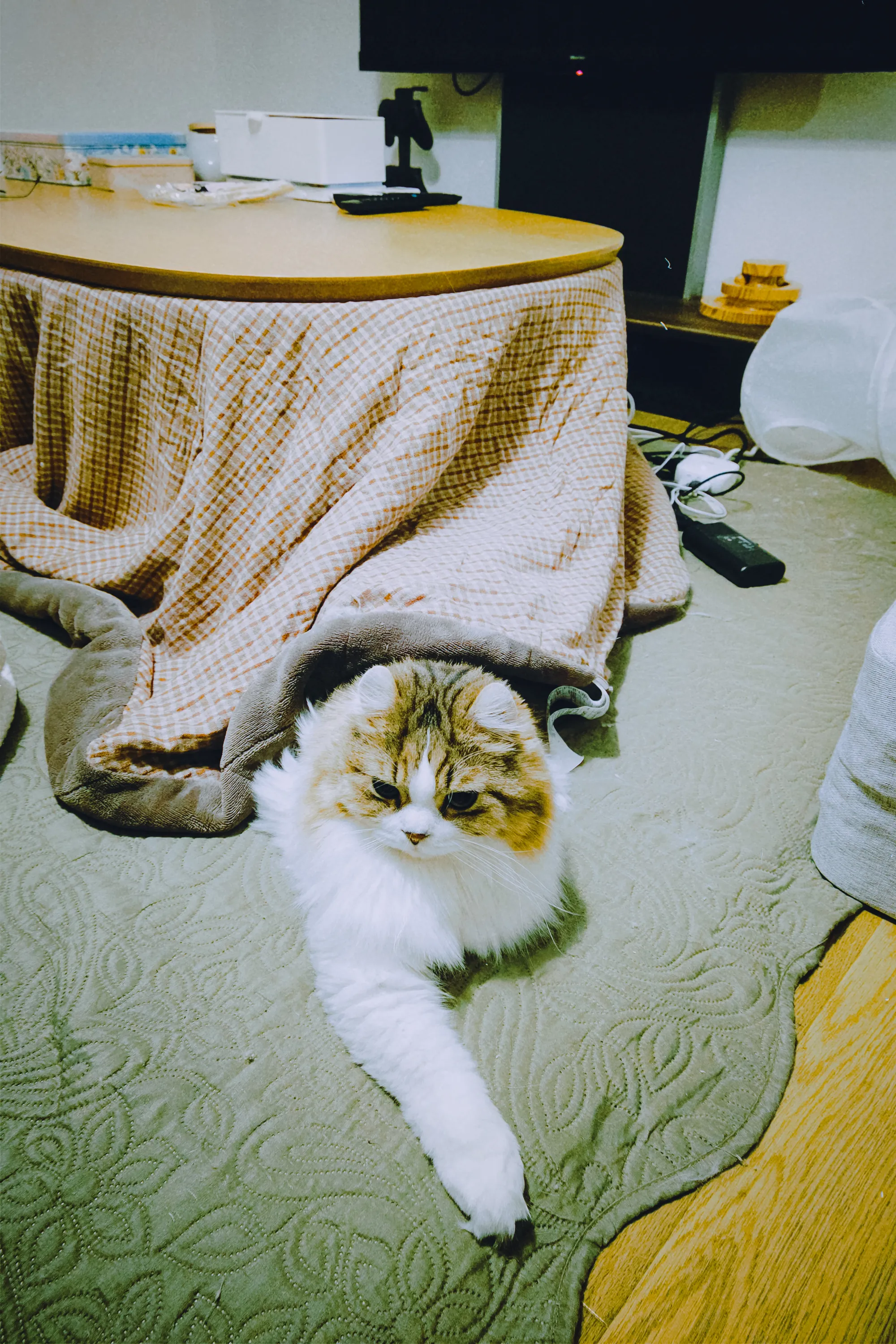 2026 — 01 — 25に撮影したあおの写真